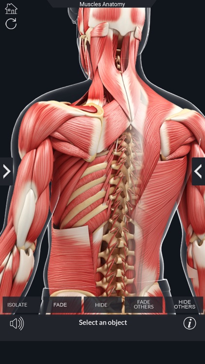 My Muscle Anatomy screenshot-3