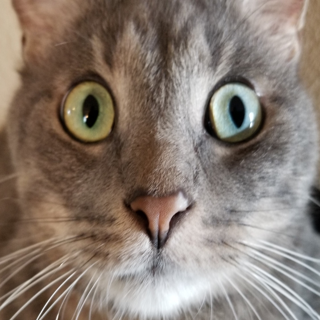 Get Kitter: Live Cat Pics for iOS, iPhone, iPad Aso Report