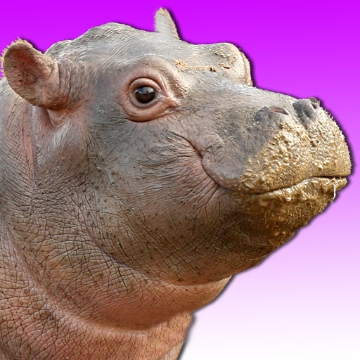 Talking Hippo Icon