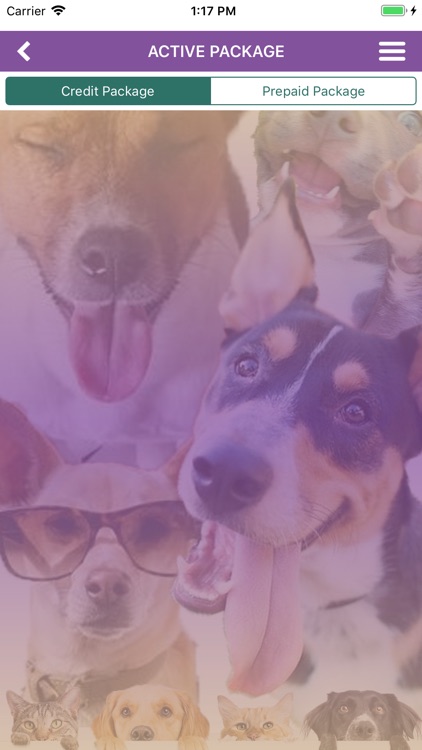 Sydney's Pet Resort and Spa screenshot-8