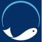 FISH WASEL provides all kind of marine species as well as offering online shopping service with delivery