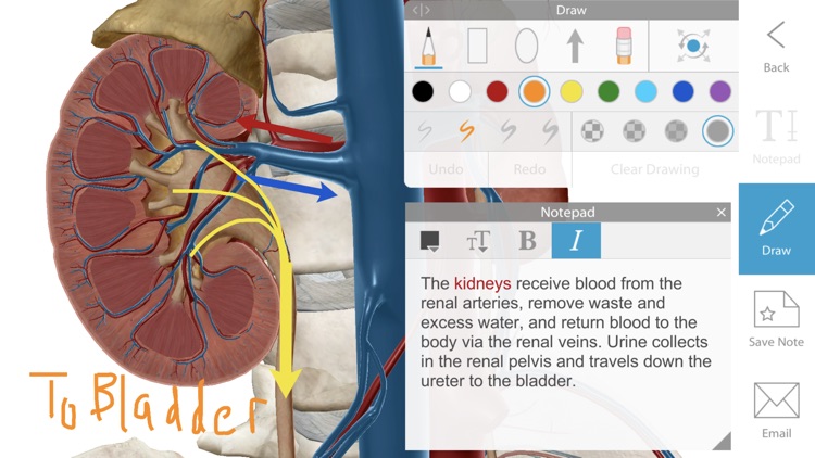 Human Anatomy Atlas 2020 screenshot-3