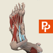 Leg, Ankle, Foot: 3D Real-time