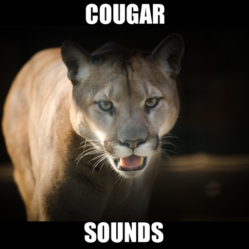 Real Cougar Sounds! iOS App