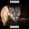 Real Cougar Sounds!