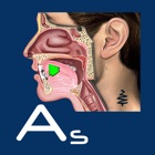 Affricates Stops