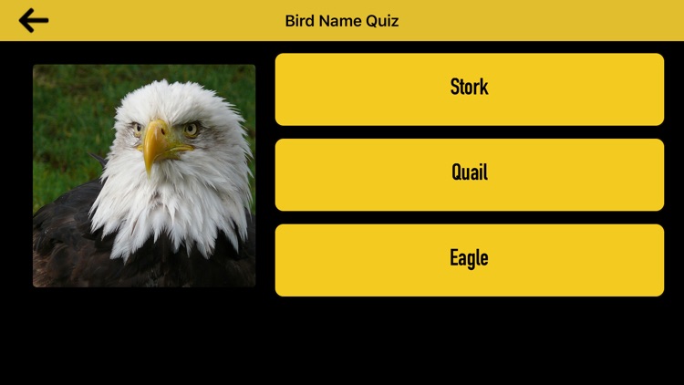 Bird Name Quiz