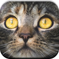 Kitty chat: jeux pour les enfa pour PC
