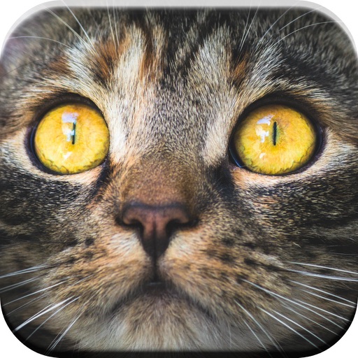 Kitty Cat: Meow Games for Kids iOS App