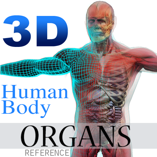 3D Human Body Organs Reference