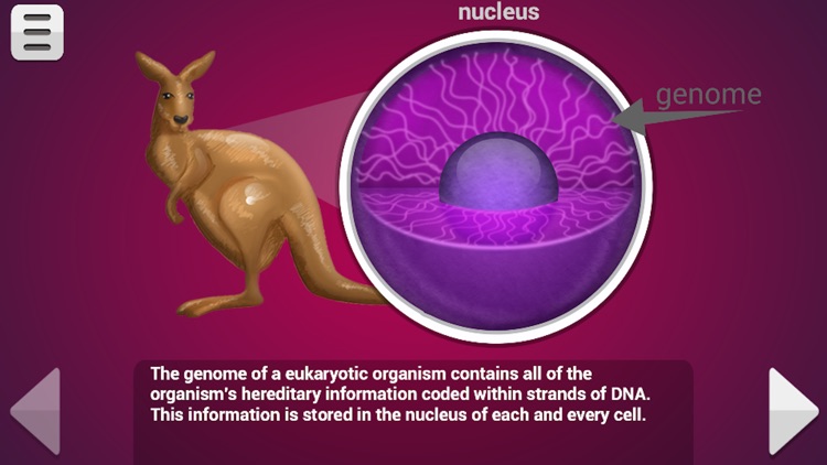 Biology Mitosis & Meiosis Lite