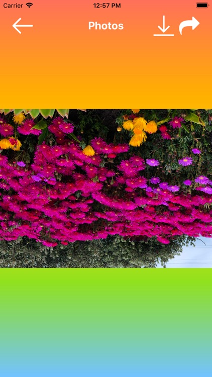 Pro Photo Filter screenshot-5