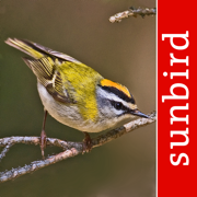 Vogel Id Schweiz
