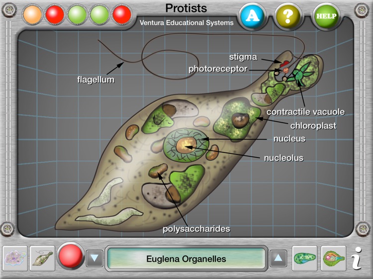 Interactive Protist Explorer