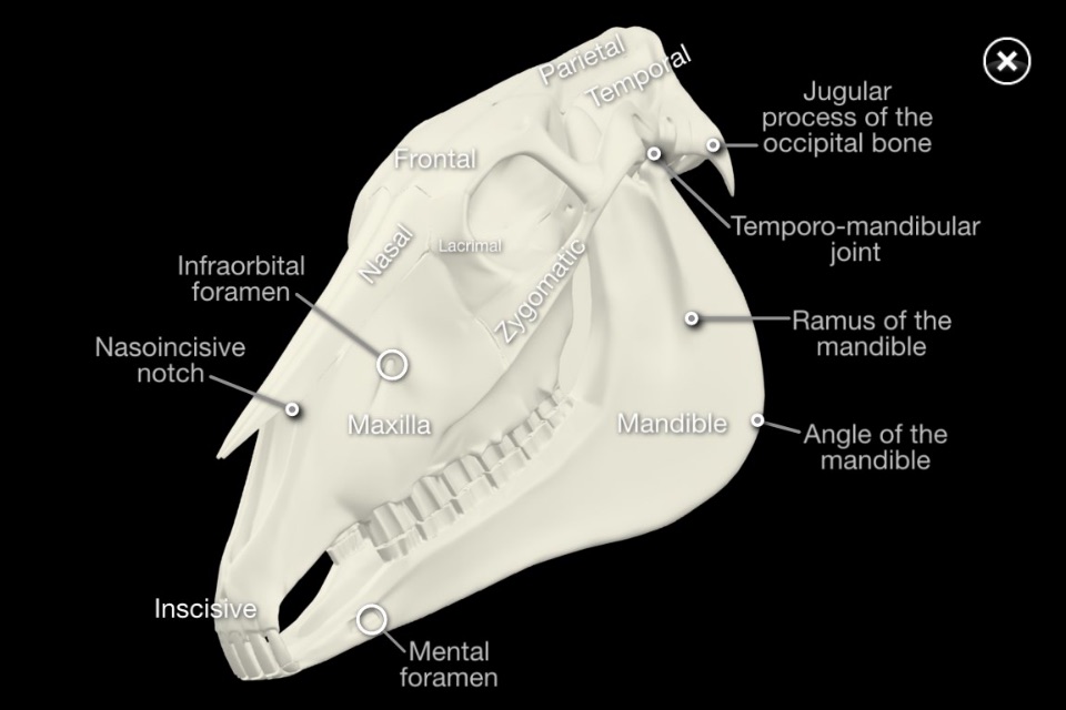 Horse Anatomy: Equine 3D screenshot 4