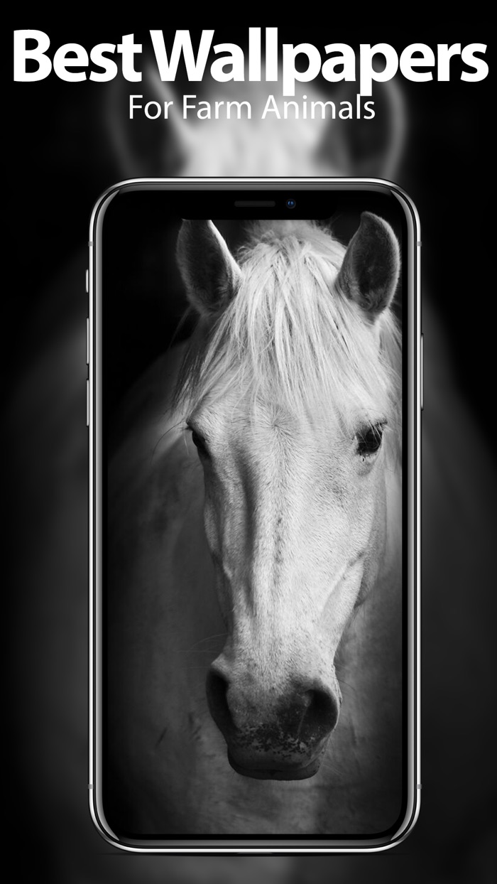 Farm Animal Wallpapers