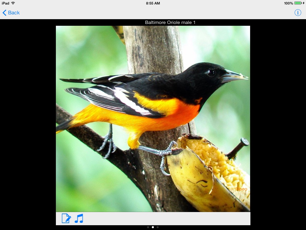 Panama Birds Field Guide screenshot 2