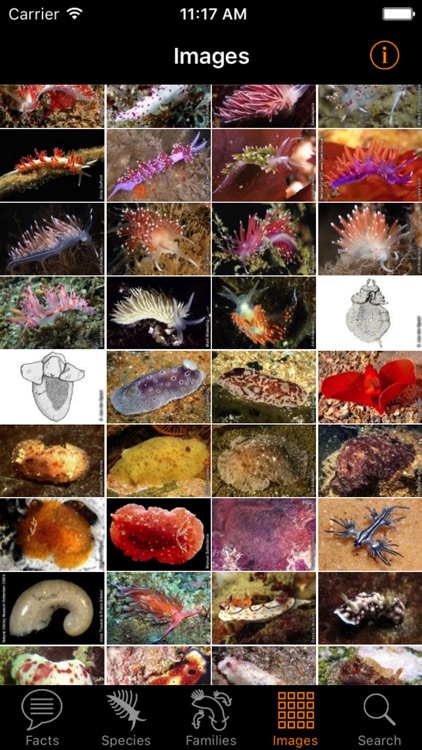 Nudibranch ID E Atlantic Med screenshot-4