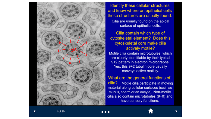 Histology Lite - SecondLook