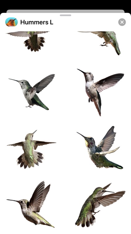 Hummingbirds - Large (Retina) screenshot-6