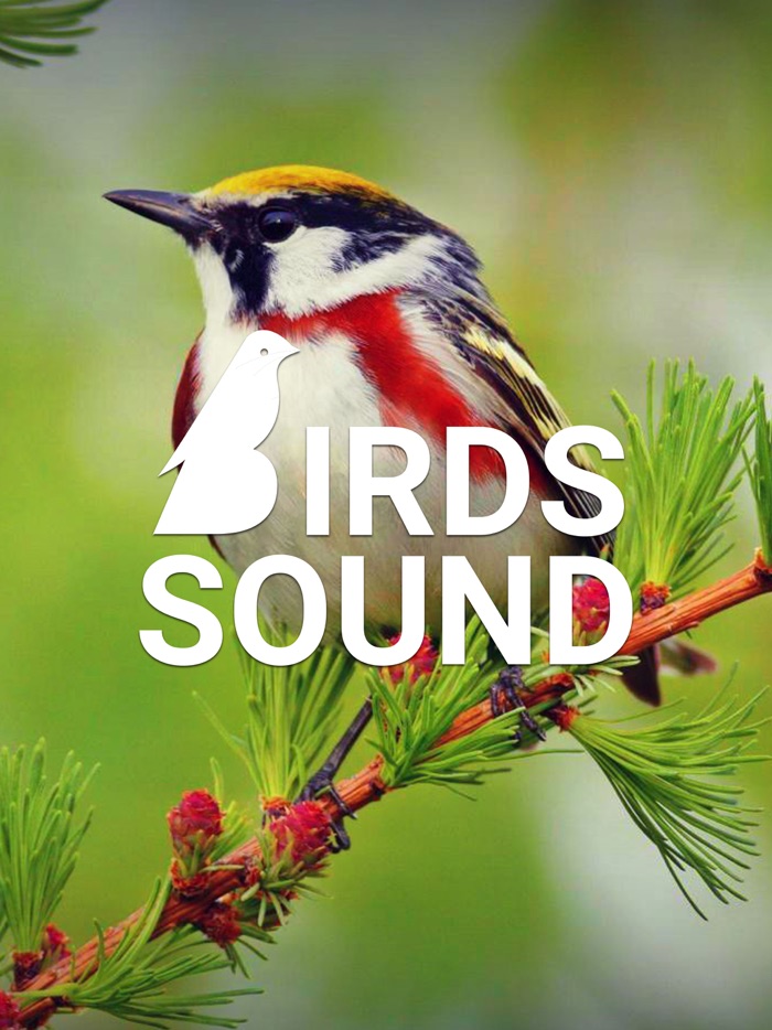 Birds Sounds and Melodies