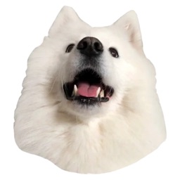 Lovely Samoyed Sticker Pack