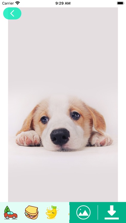 CC-Creative Collocation