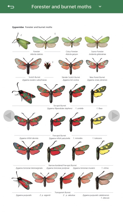 The Moths of Britain & Ireland