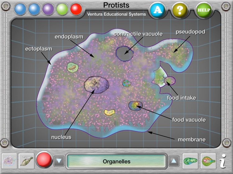 Interactive Protist Explorer