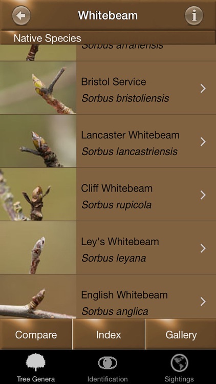Winter Tree Id - British Isles