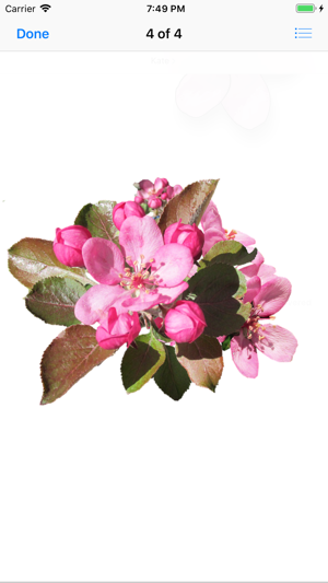 Apple Blossoms(圖5)-速報App