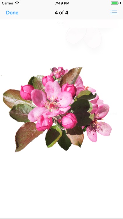 Apple Blossoms screenshot-4