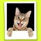 Icon Cats in your photos