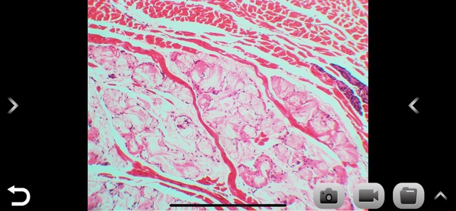 SPI Microscope 40-038-2