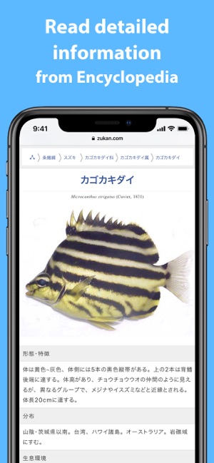 Mikke - A Fish Identifier(圖3)-速報App