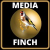Media Finch