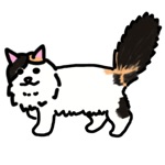 Turkish Van Maru