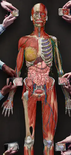 Image 7 Atlas de anatomía humana 2021 iphone