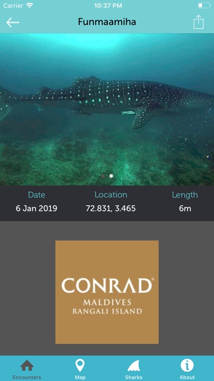 Whale Shark Network Maldives