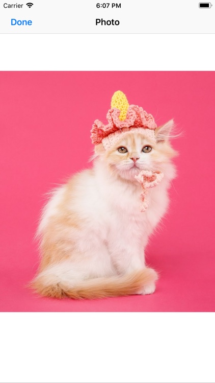 Pets In Costume