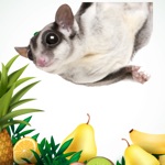 Download Sugar Glider Safe app