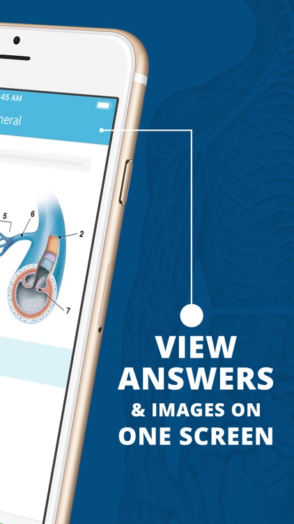 USMLE Clinical Anatomy Quiz