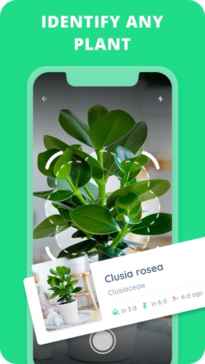 PlantIn: Plant Identifier