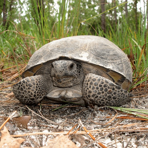 Florida Gopher Tortoise by Florida Fish and Wildlife