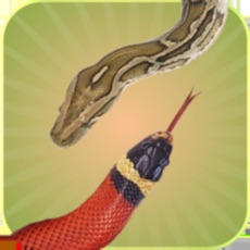 Activities of Snake Touch: Dual Battle