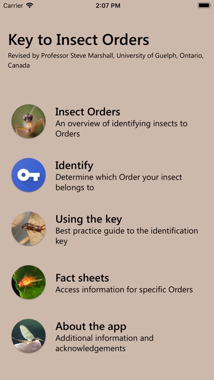 Key to Insect Orders - Revised