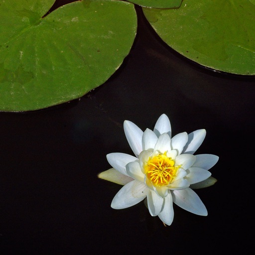 In The Pond