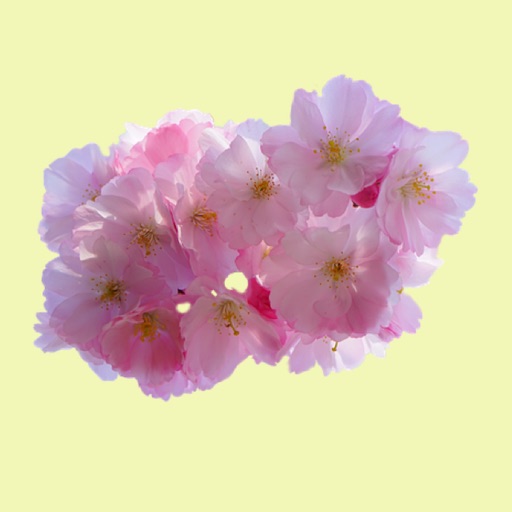 Spring Cherry Blossoms icon