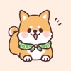 fluffy fat Shiba4