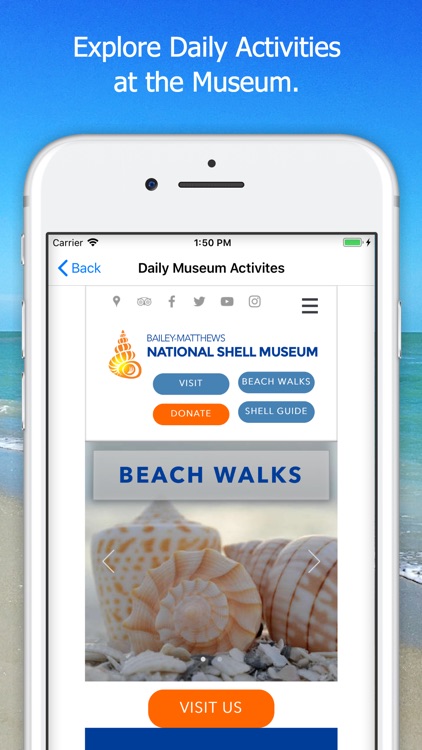 Shell Museum: Identify Shells screenshot-5
